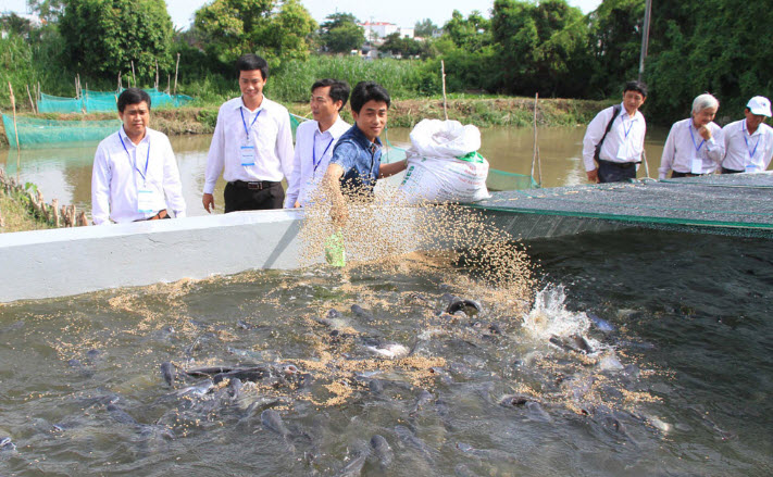 Tư vấn cách xử lý nước ao nuôi cá bị ô nhiễm chống chết hàng loạt