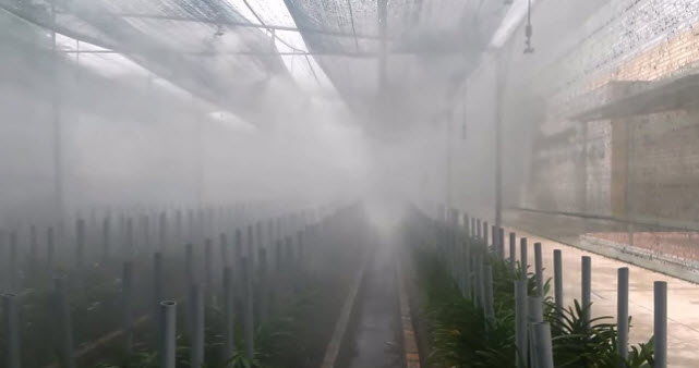 Dịch vụ lắp đặt hệ thống tưới phun sương tại Vinh, Nghệ An chuyên nghiệp 2