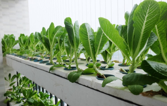 Hệ thống trồng rau thủy canh trên sân thượng cần những gì?